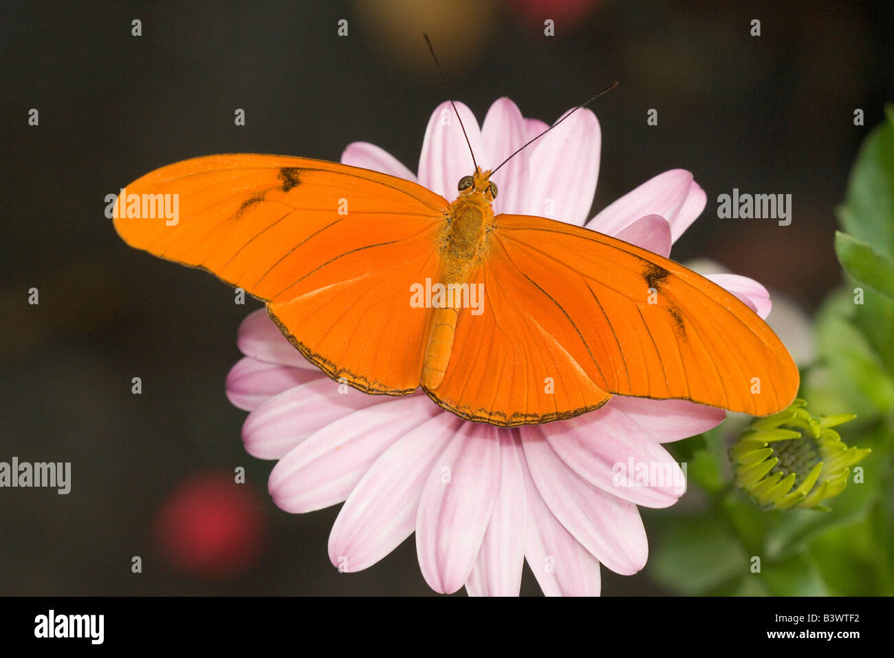 Julia butterfly (Dryas julia) impollinare un fiore Foto Stock