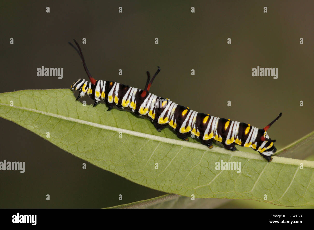 Regina butterfly (Danaus gilippus) caterpillar su una foglia Foto Stock