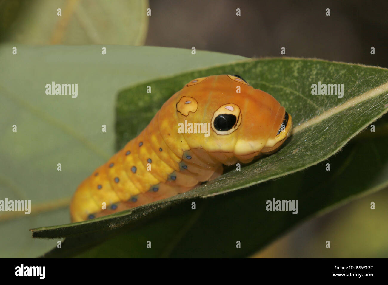 Spicebush coda forcuta farfalla (Papilio troiolo) caterpillar su una foglia Foto Stock