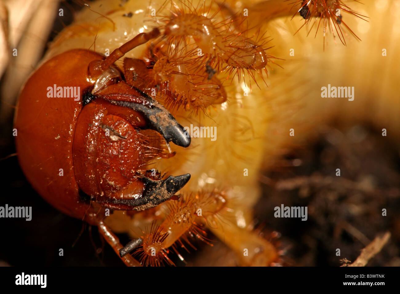 Vita metropolitana beetle larva (ordine Coleoptera), fotografata sulla costa sud del New South Wales, Australia. Foto Stock