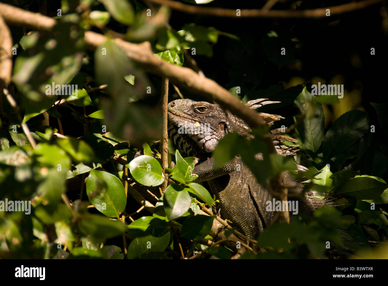 Iguana su un impianto, san Tommaso, Isole Vergini Americane Foto Stock