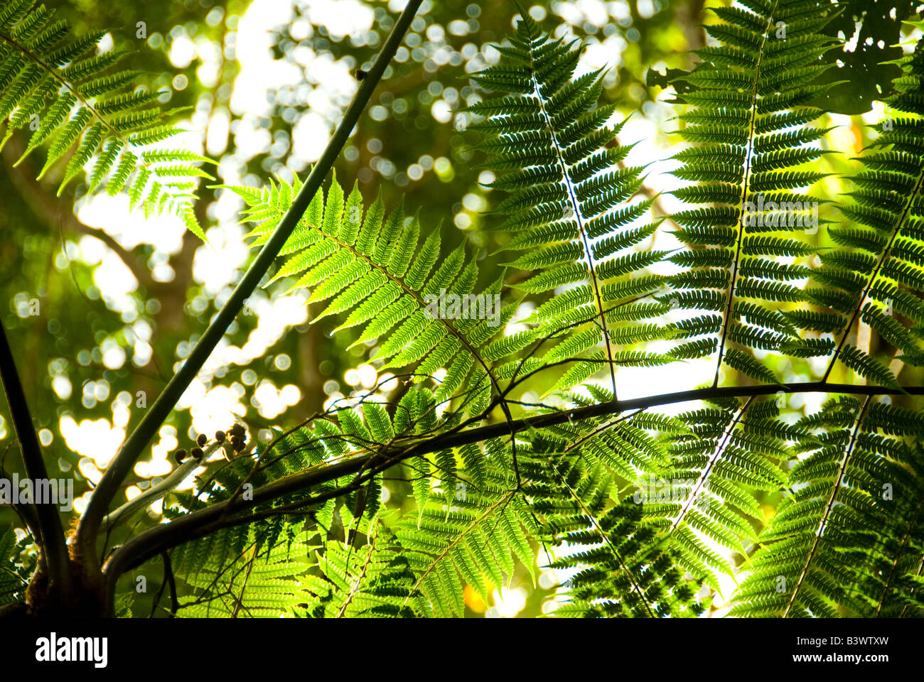 I dettagli delle foglie su un albero Foto Stock