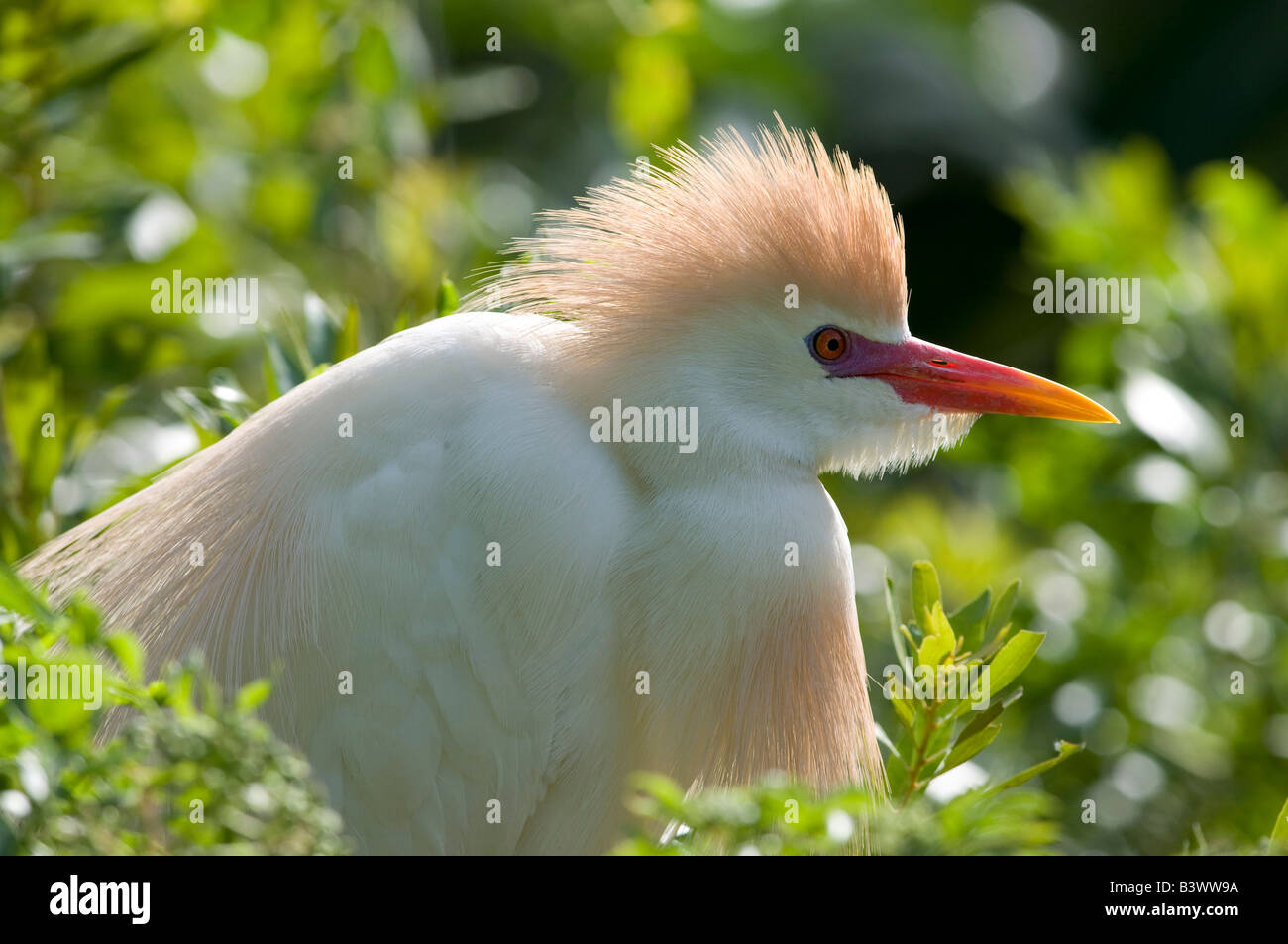 Close-up di un airone guardabuoi (Bubulcus ibis) in una foresta Foto Stock