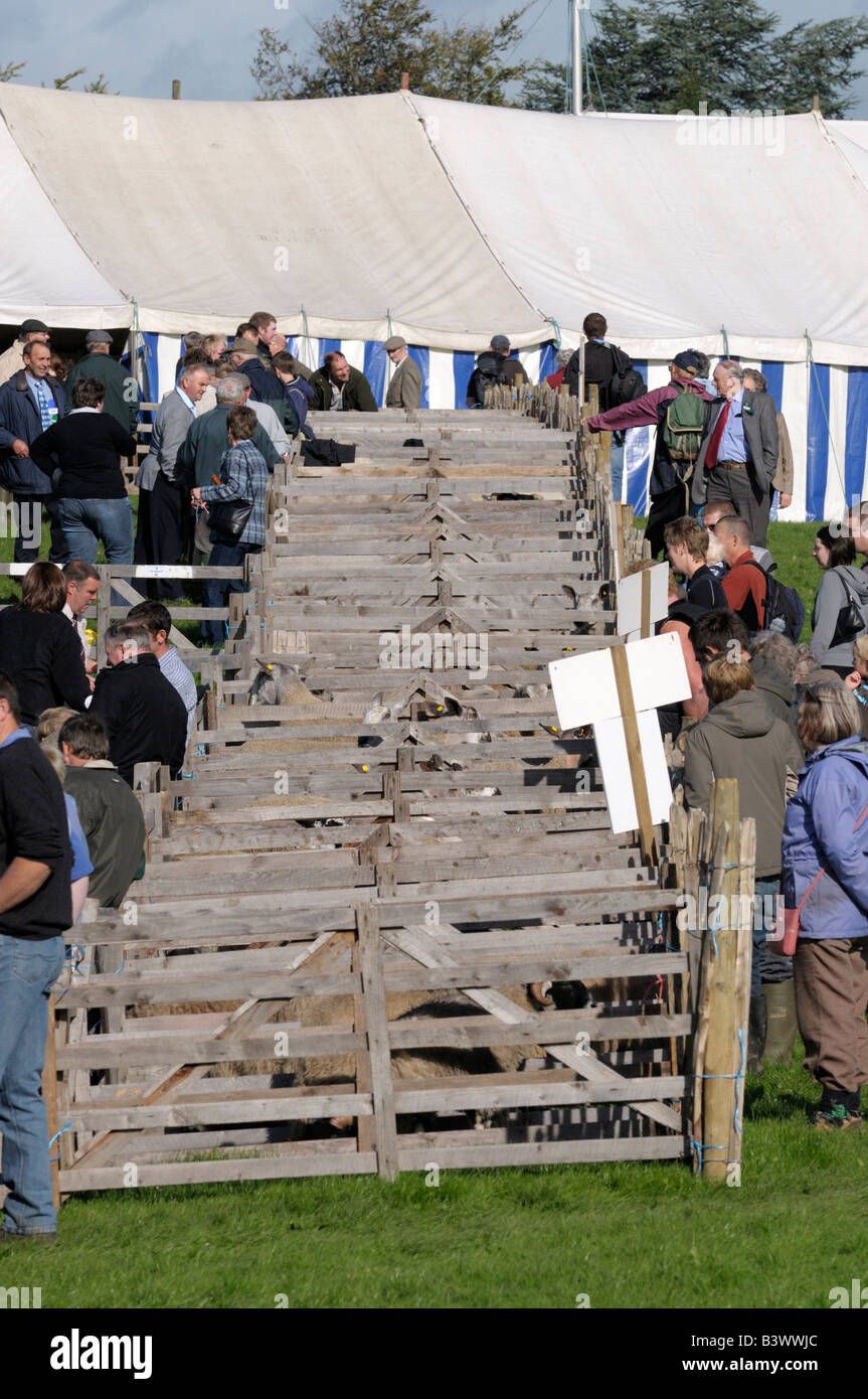 Pecore penne ad uno spettacolo agricolo Foto Stock