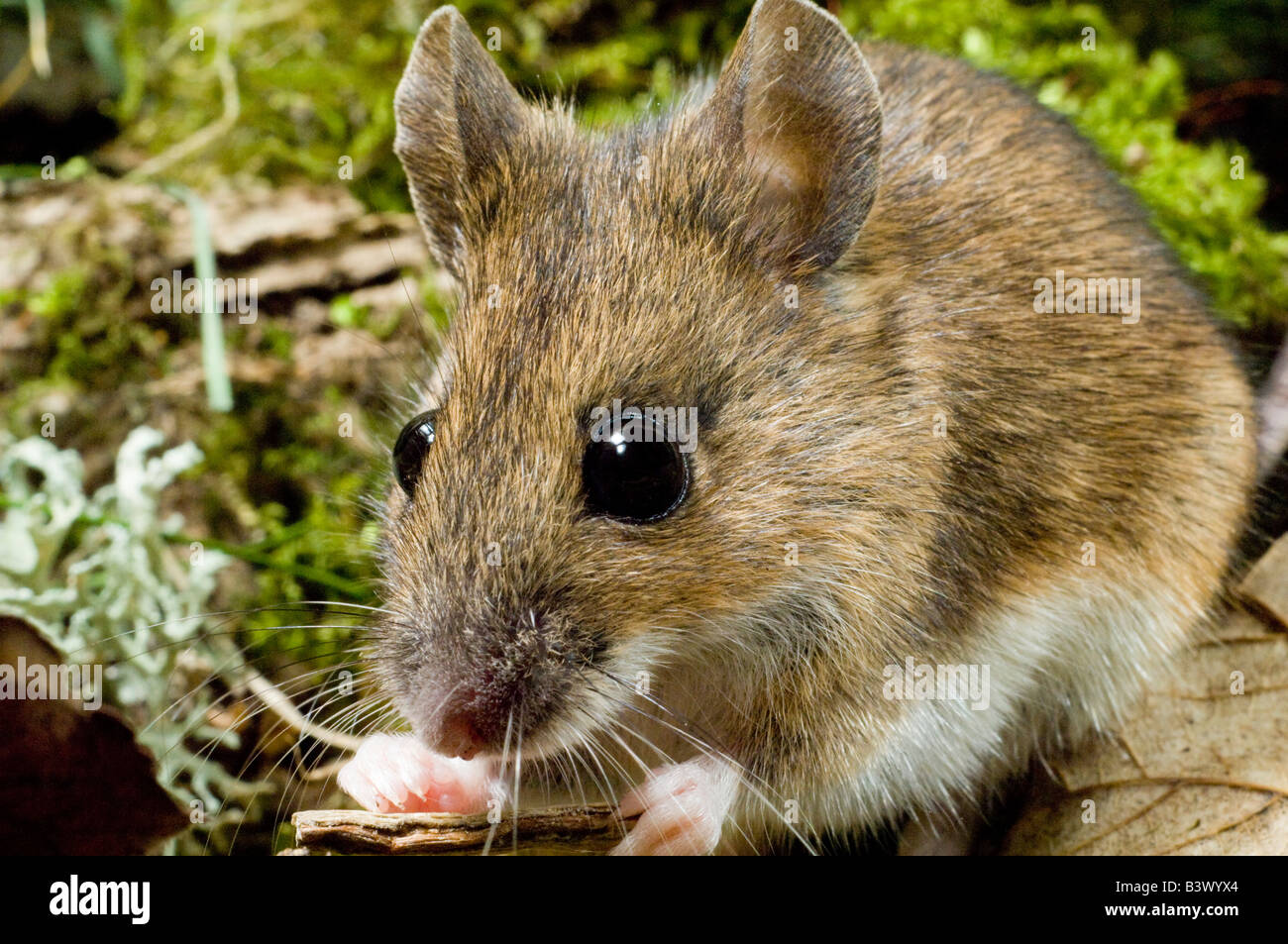 Wood Mouse Apodemus sylvaticus o lunga coda di topo di campo alimentare Foto Stock