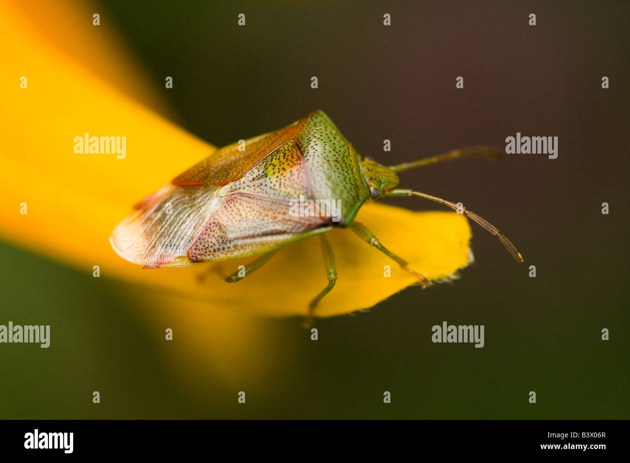 Bug di protezione sul petalo di fiore Foto Stock