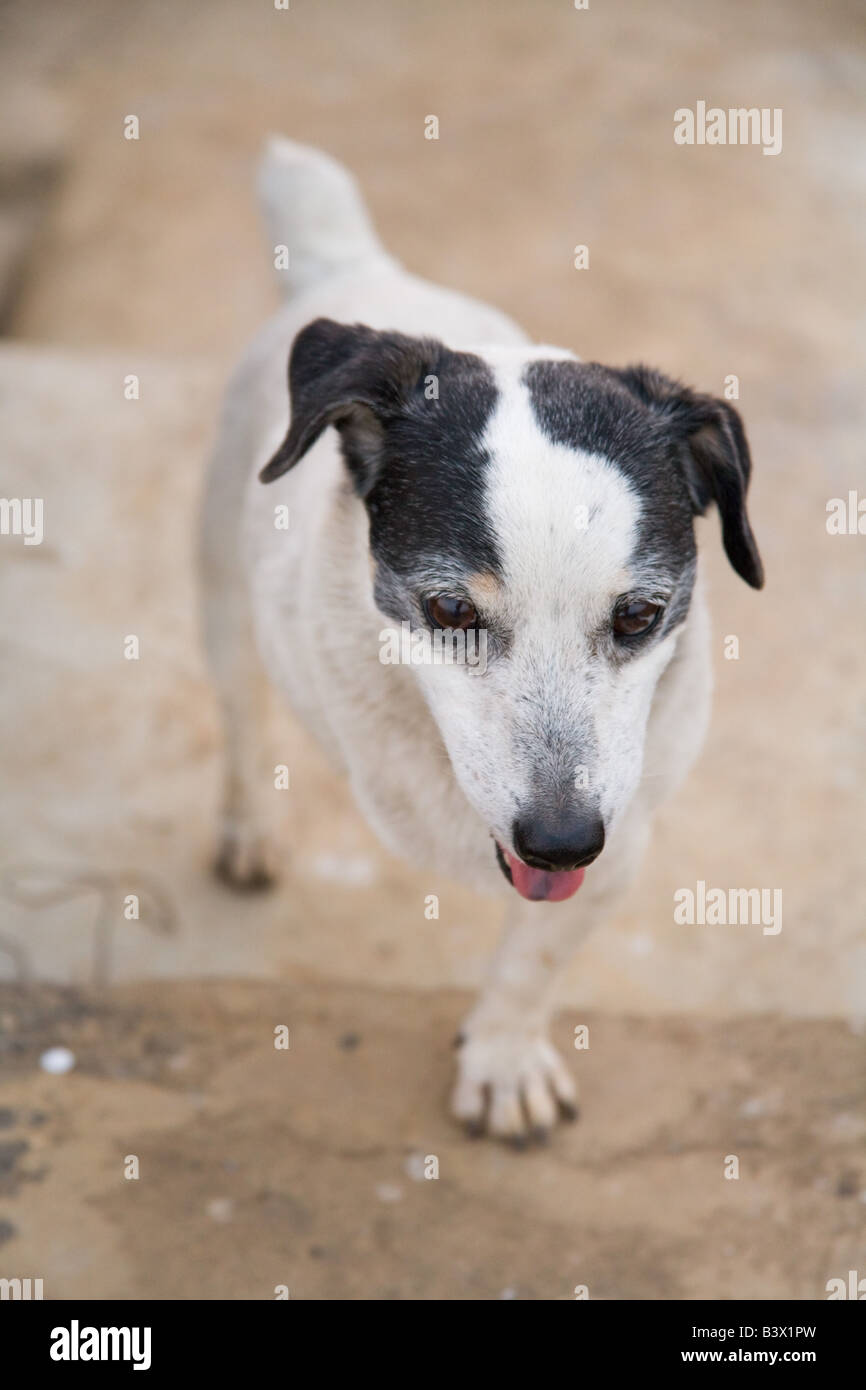 Le tre gambe Jack Russell cane Zambia Foto Stock