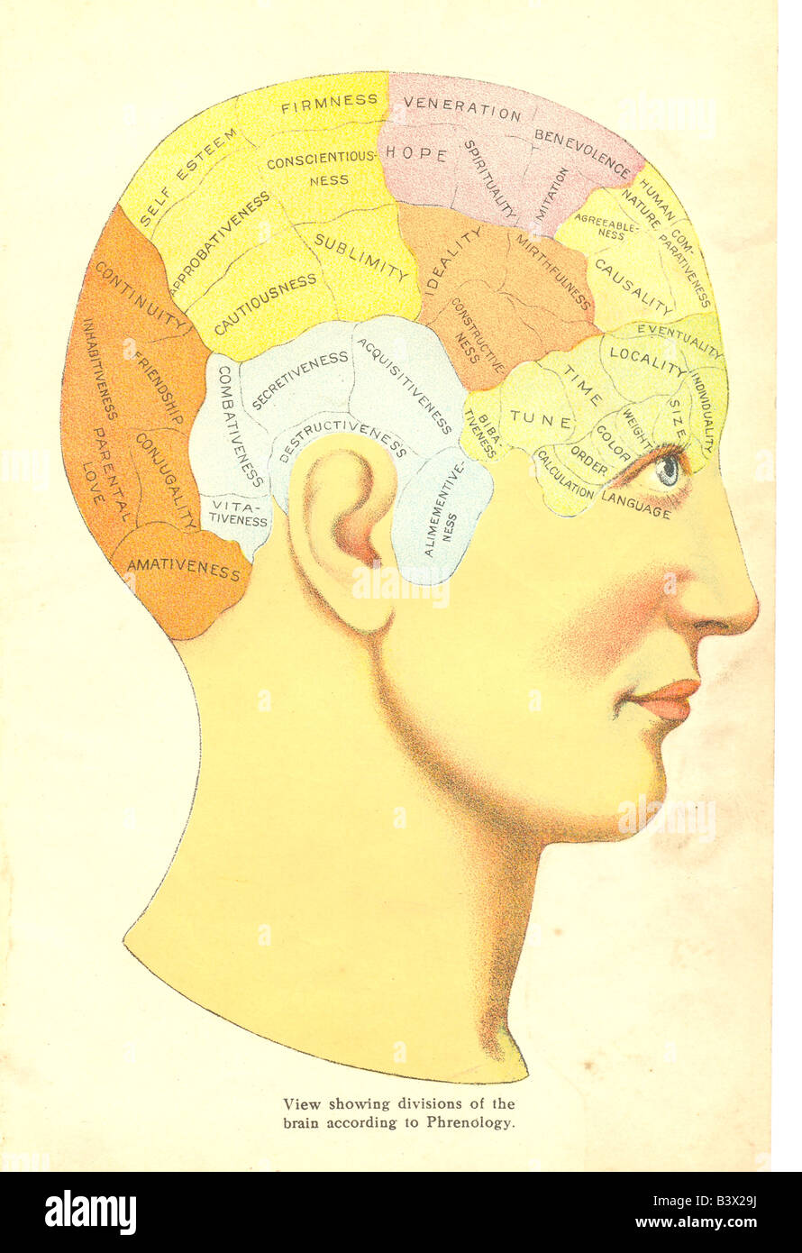 Testa che mostra le divisioni del cervello secondo Phrenology circa 1880 Foto Stock
