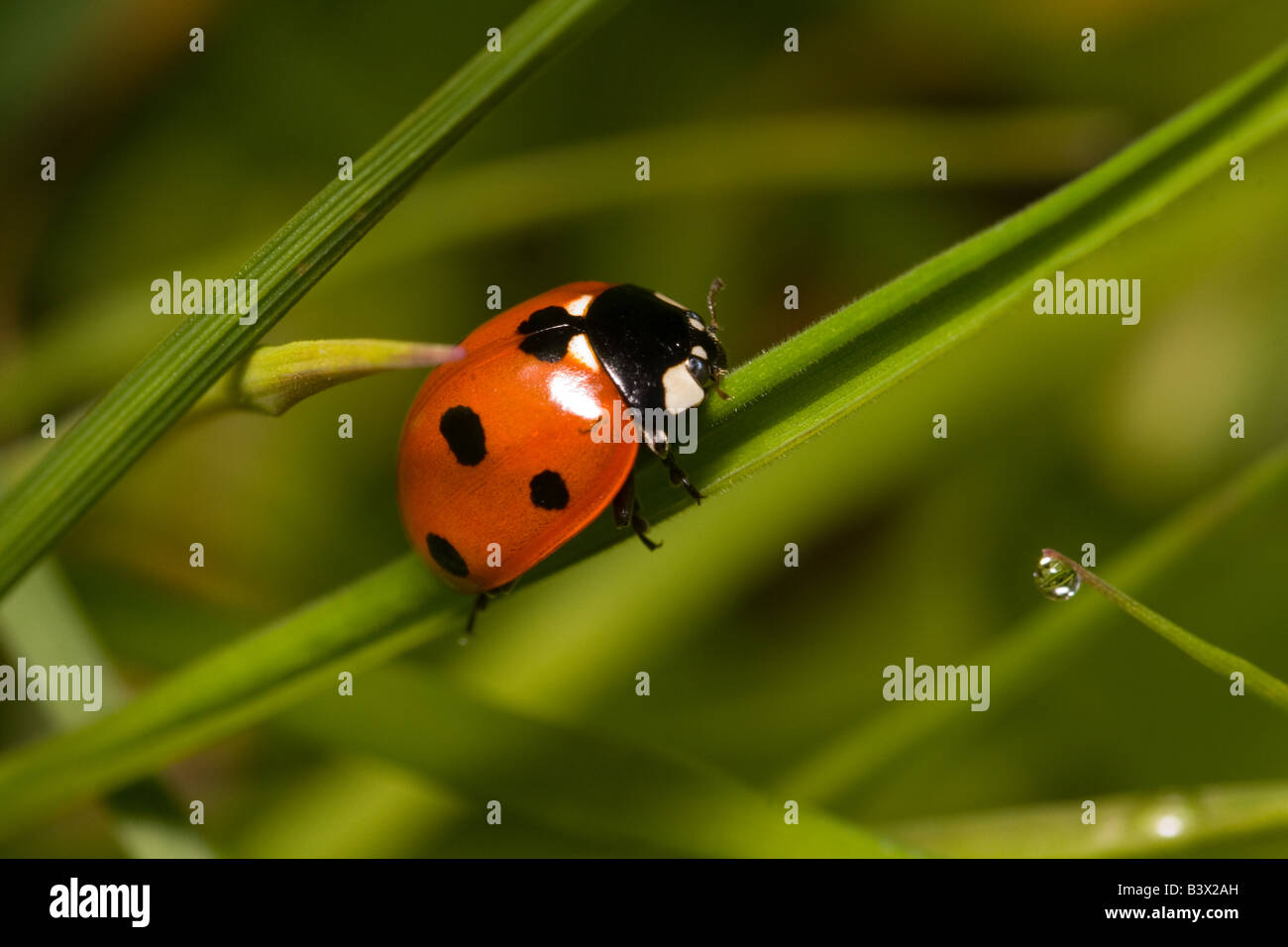 Macro di 7 spot coccinella sul gambo di erba con goccia di rugiada rifrazione. Foto Stock