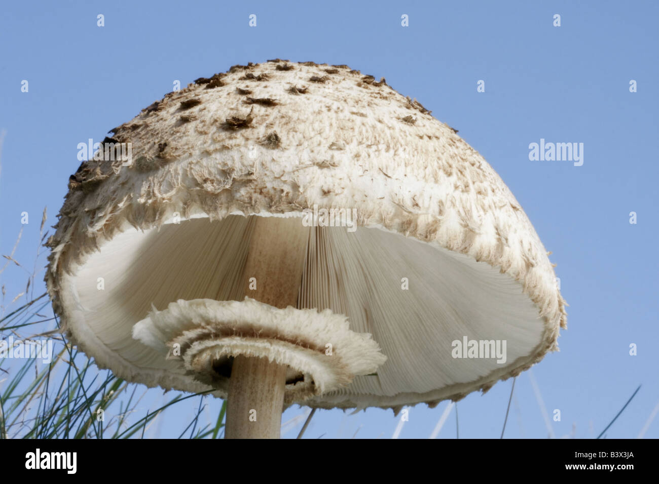 Shaggy Parasol, macrolepiota rhacodes, visto contro un cielo blu, il bianco che mostra le branchie Foto Stock