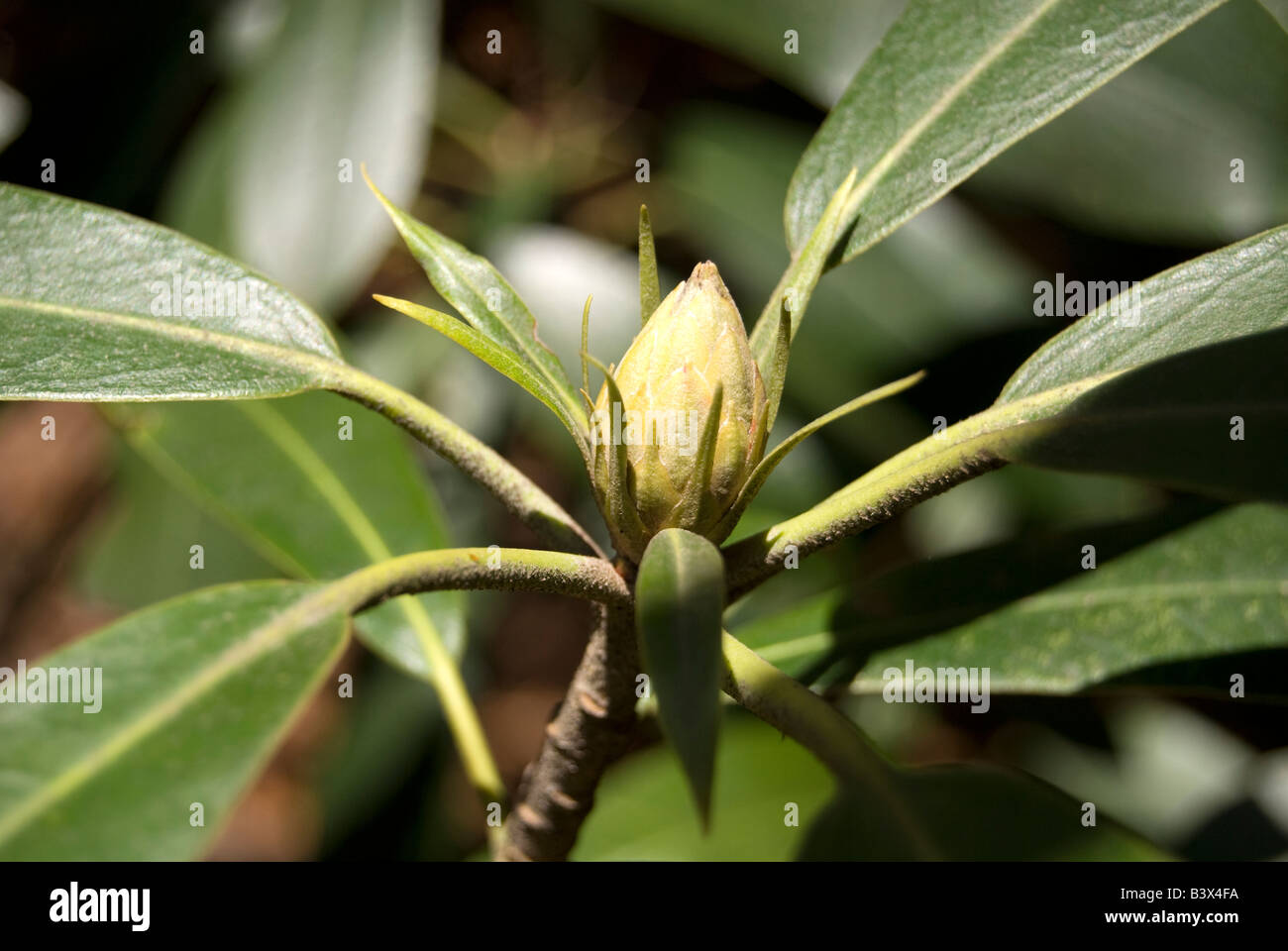 Rhododendron bud Foto Stock