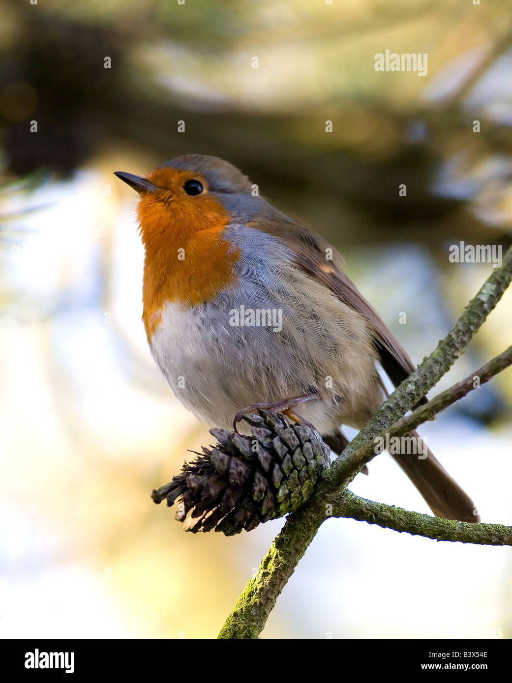 Robin, Erithacus rubecula Foto Stock