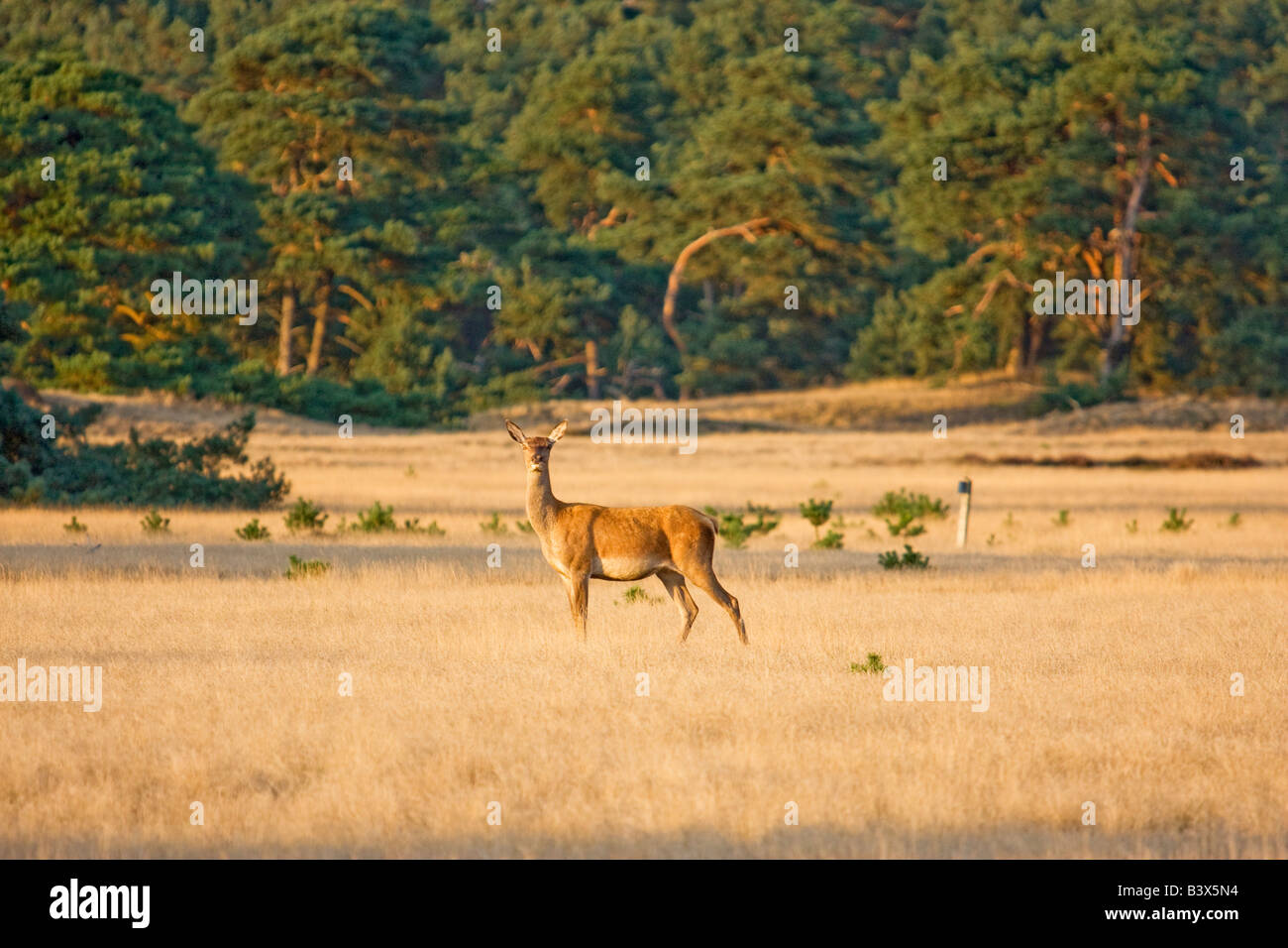 Una femmina Europea occidentale il cervo (Cervus elaphus elaphus) Foto Stock