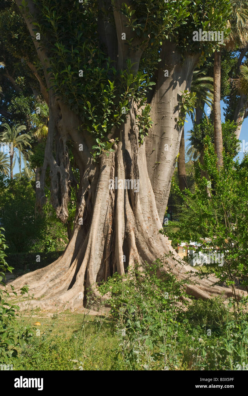 Banyan Tree Foto Stock