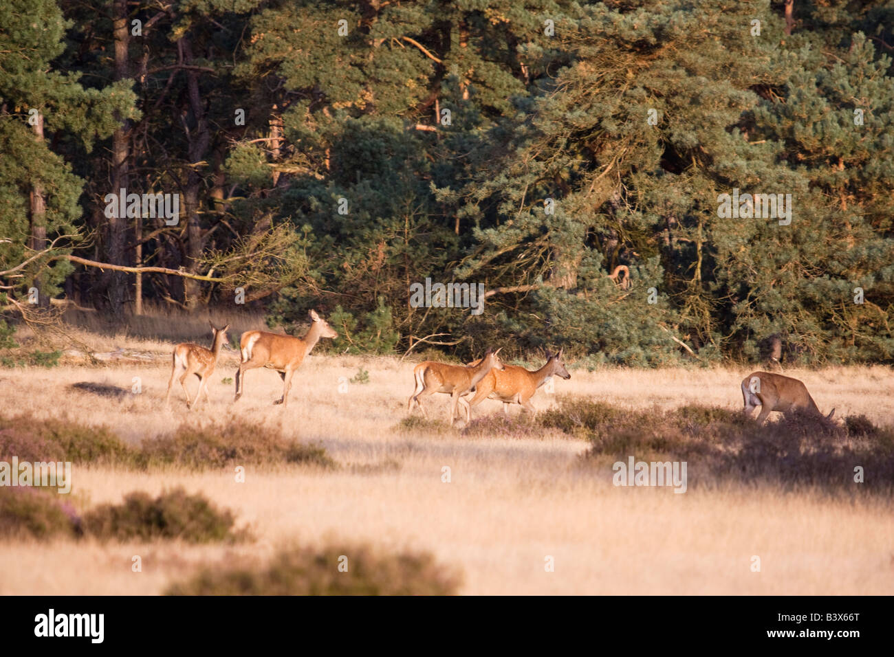 Europa occidentale il cervo (Cervus elaphus elaphus) Foto Stock