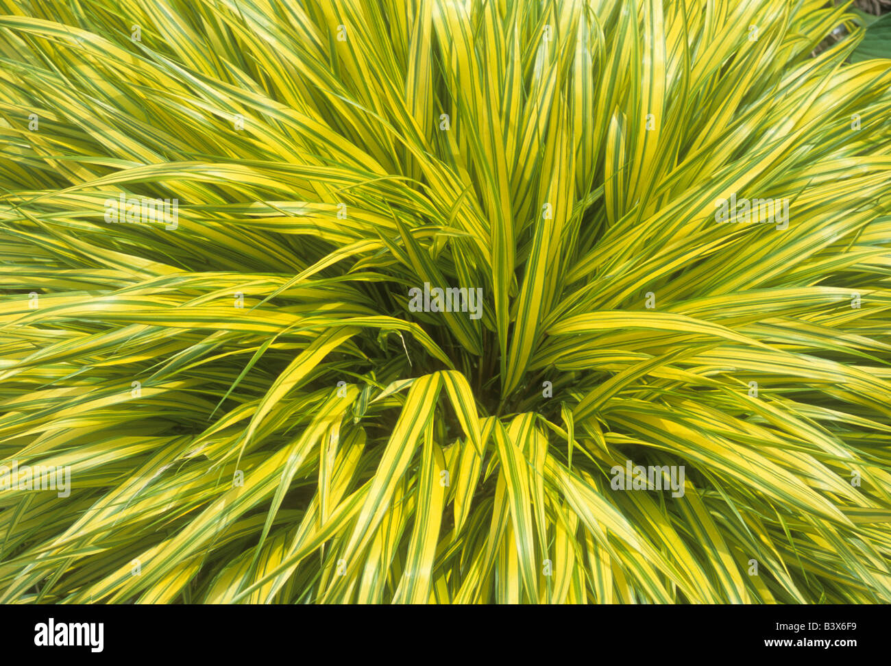 Hakonechloa Macra Grass. Primo piano di Garden Plant Foto Stock