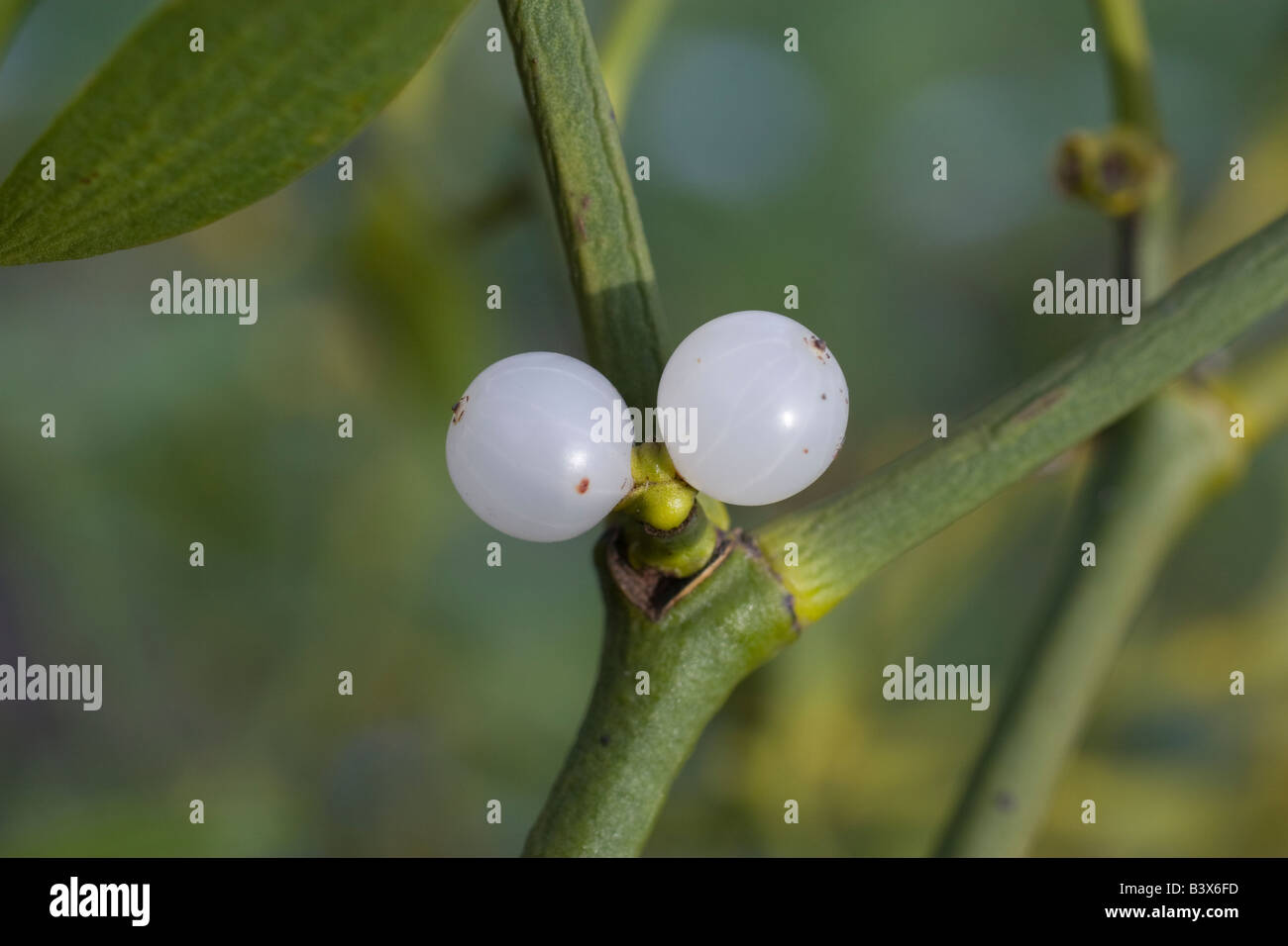 Calystegia sepium Echte Zaunwinde fiore selvaggio fiore Foto Stock