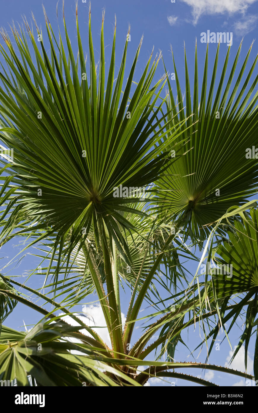 Palm tree Sabal palmetto Florida Foto Stock