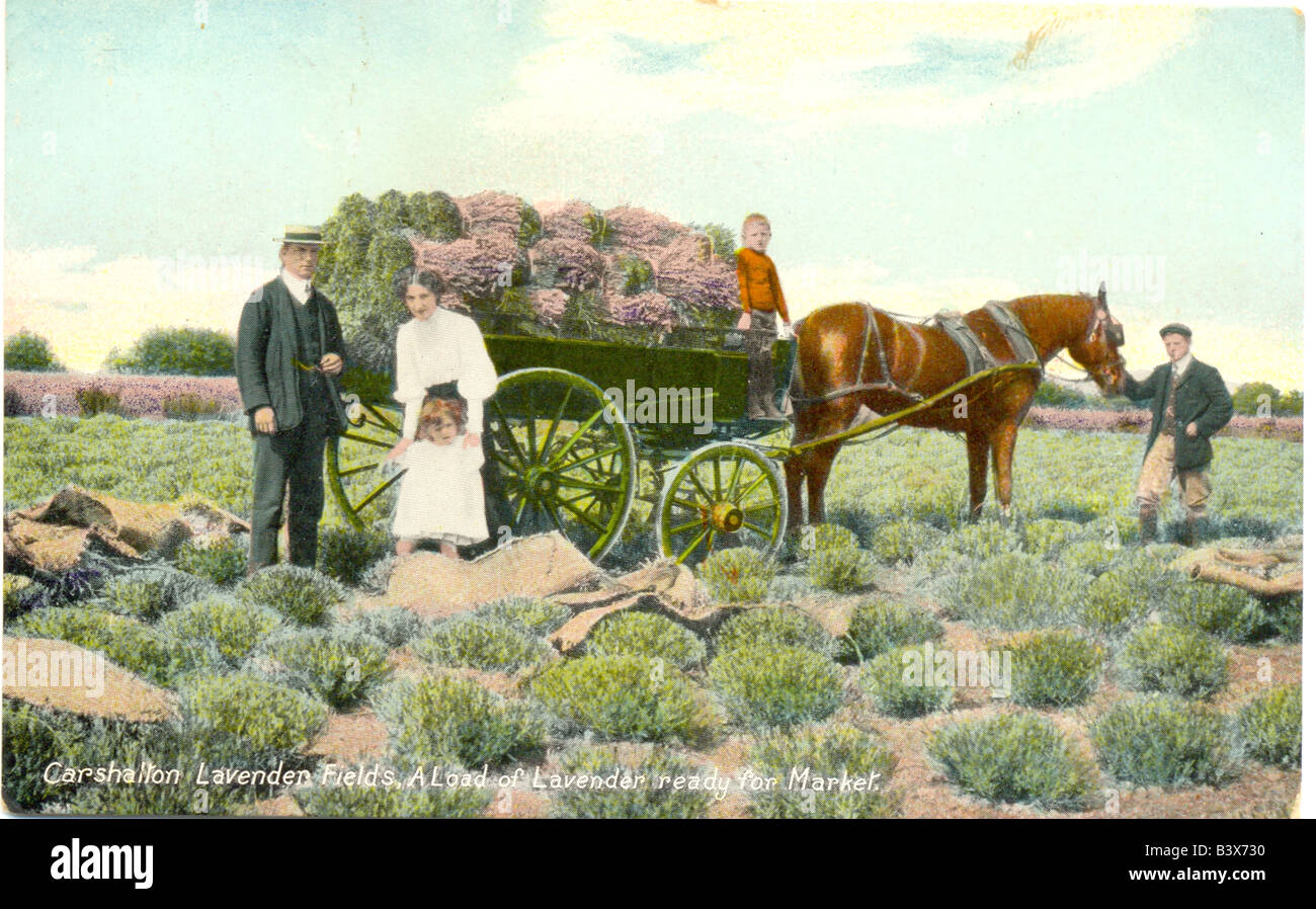 Cartolina di carico di Carshalton lavanda pronta per il mercato circa 1905 Foto Stock