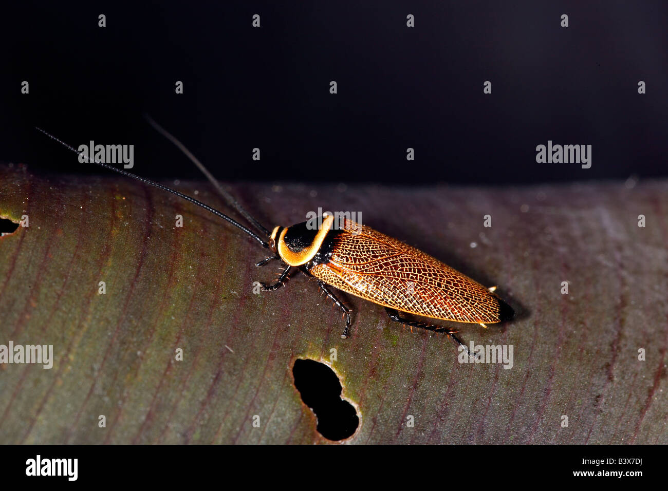 Scarafaggio in foglia (Ellipsidion australe) fotografato in bushland sulla costa sud del New South Wales, Australia. Foto Stock