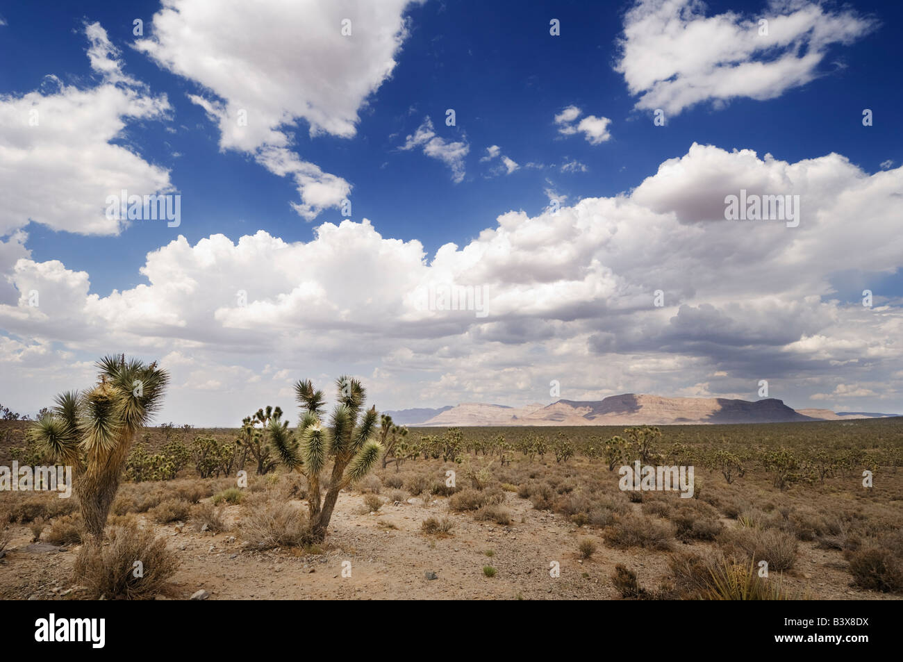 Strada sterrata nel Grand Canyon, Arizona, Stati Uniti. Foto Stock