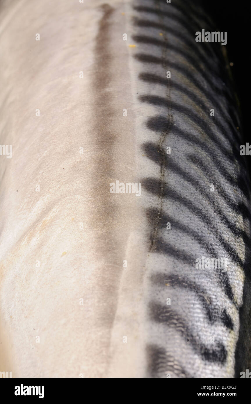 Sgombro pesce close up Foto Stock