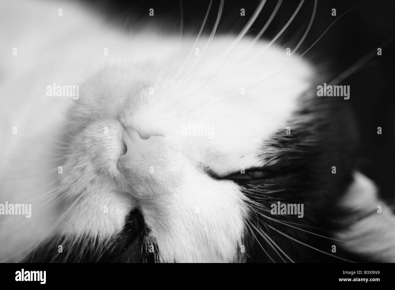 Black & White immagine di un Black & White Cat prendendo un pisolino su un divano Foto Stock