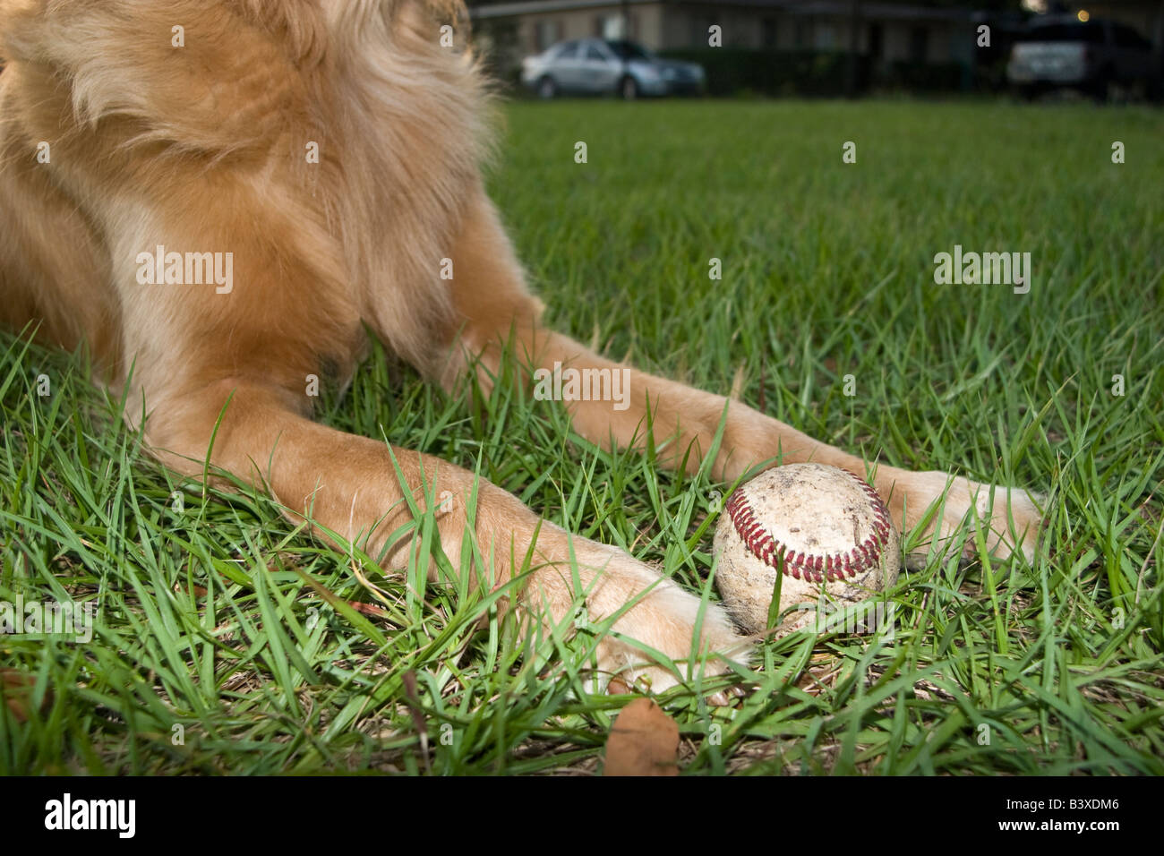 Il Golden Retriever con un baseball in un parco Foto Stock