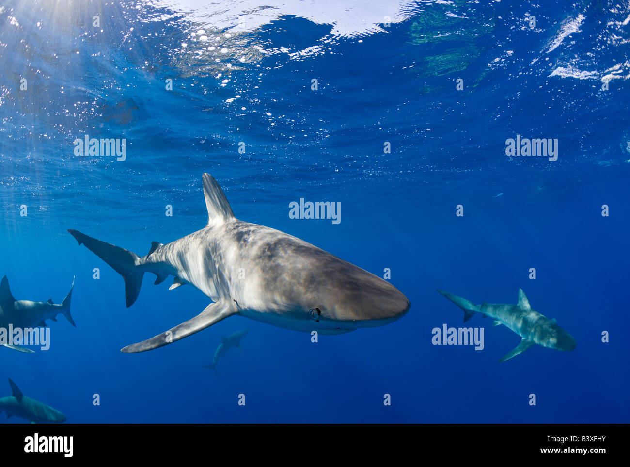 Gli squali Galapagos Carcharhinus galapagensis Oahu Oceano Pacifico Hawaii USA Foto Stock