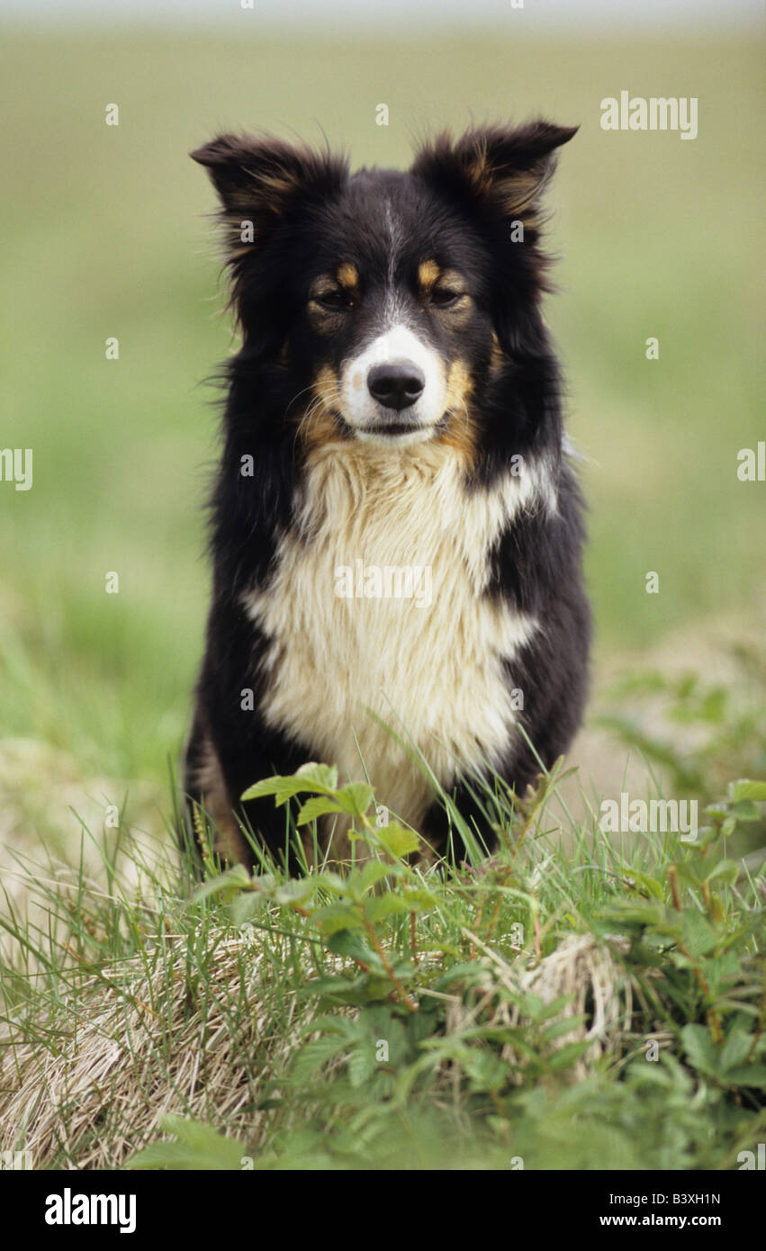 Cane islandese, islandese Sheepdog (Canis lupus familiaris) seduto in erba Foto Stock