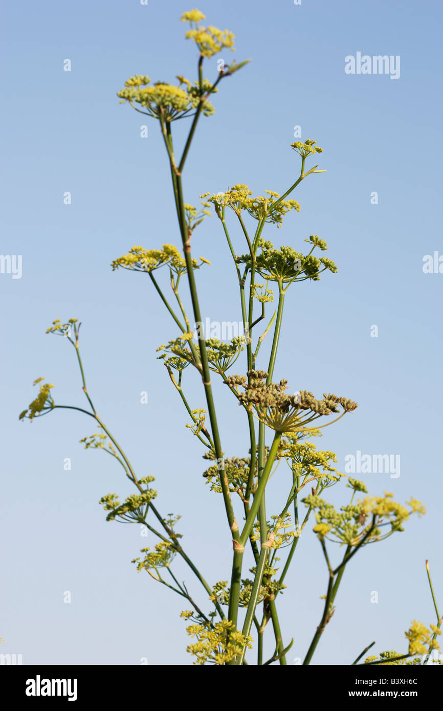 Aniseed plant immagini e fotografie stock ad alta risoluzione - Alamy