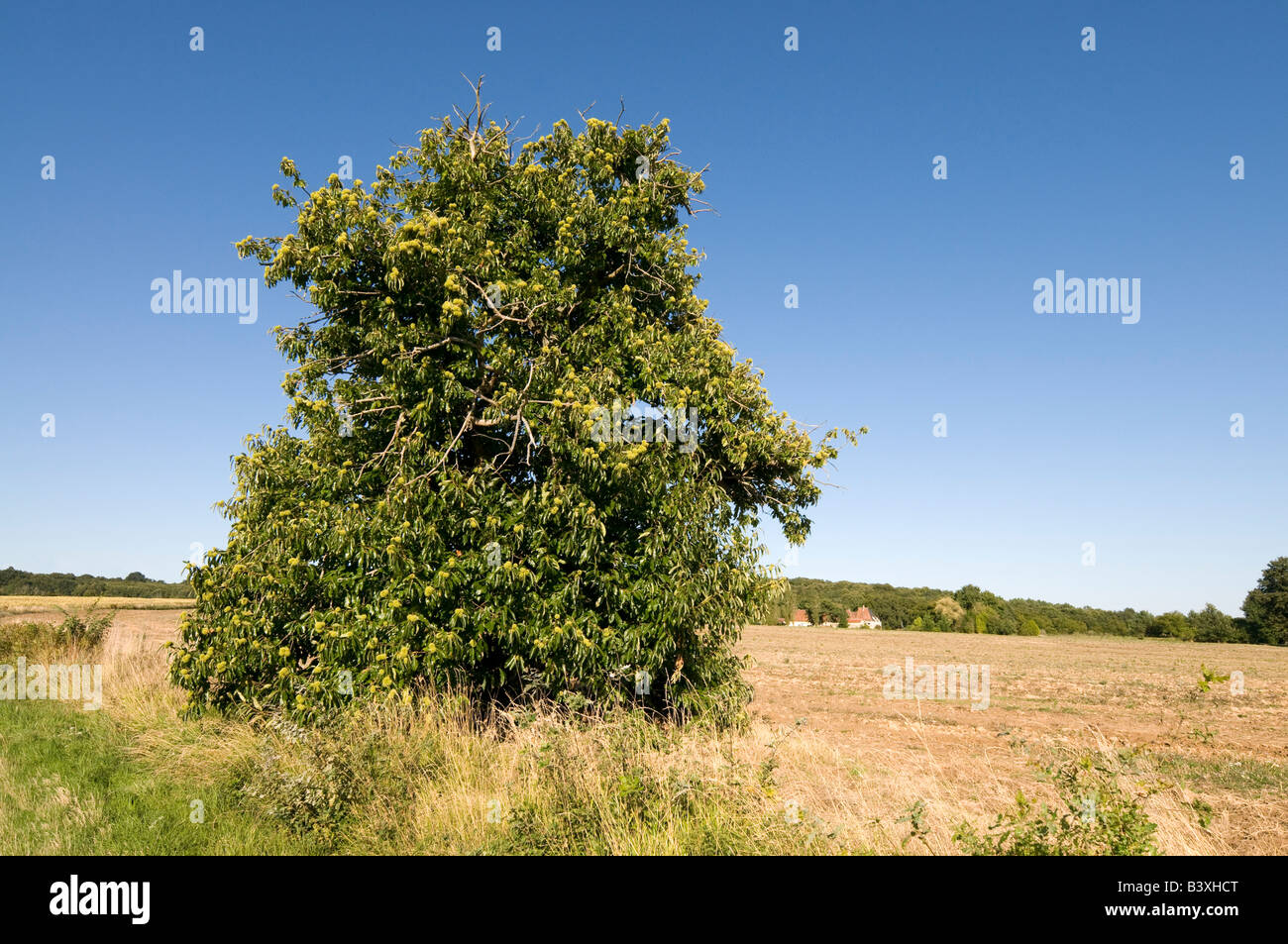 Spagnolo di alberi di castagno - Castanea sativa - Indre et Loire, Francia. Foto Stock