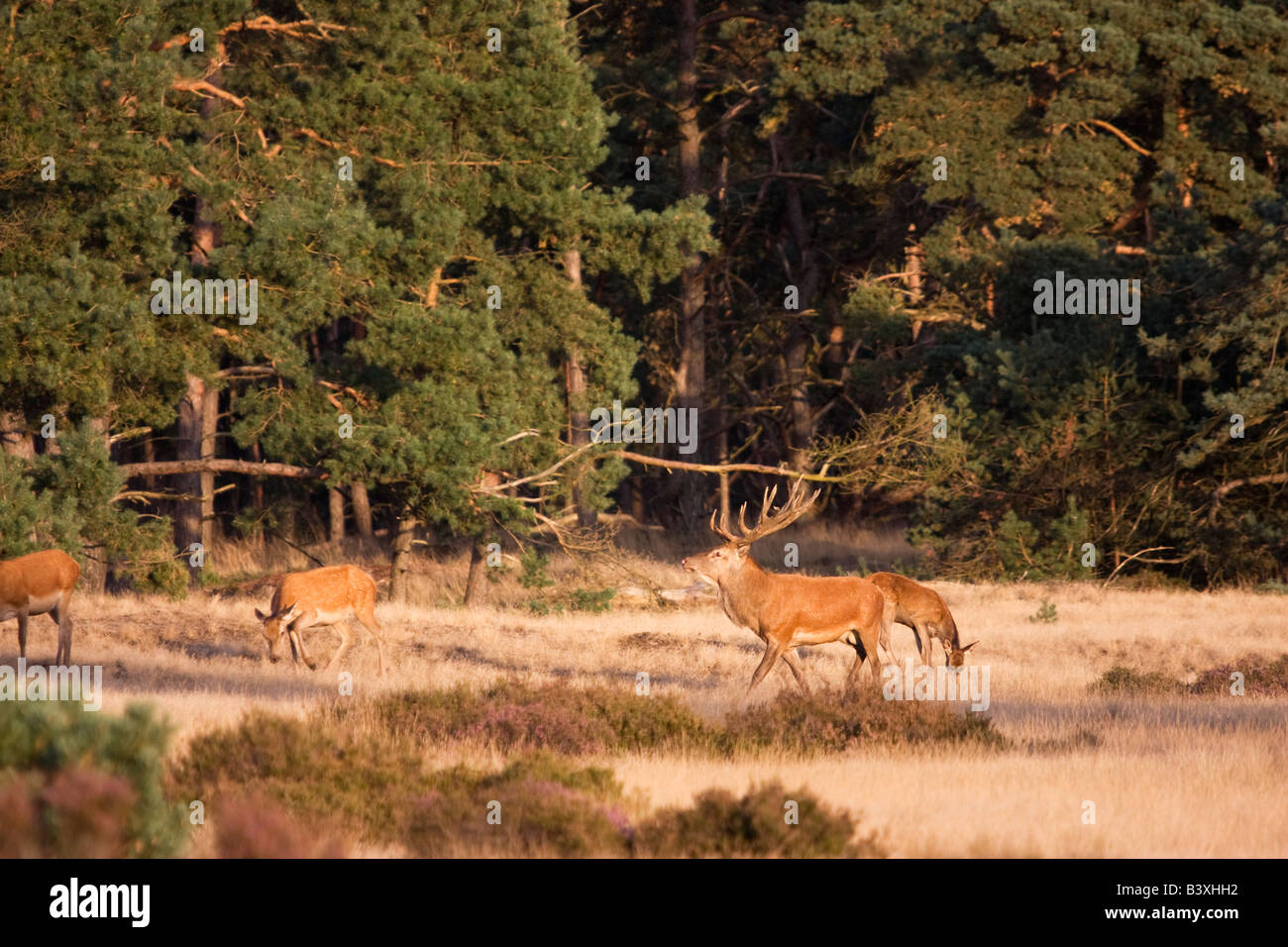 Un gruppo di europei selvatici il cervo (Cervus elaphus) un cervo con un harem di cerve durante la stagione di solchi Foto Stock