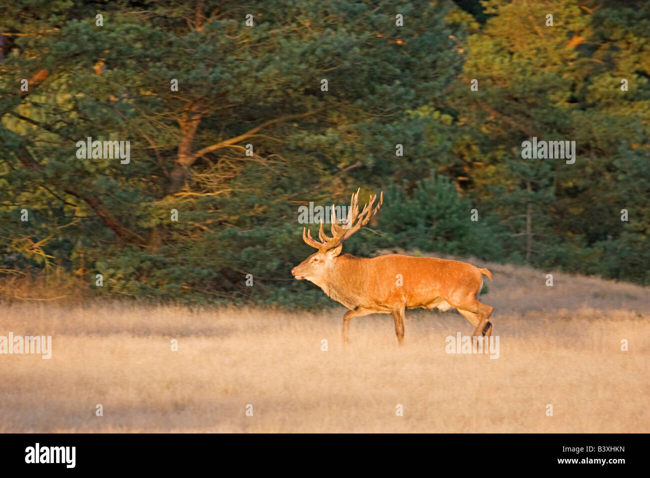 Un maschio dell'Europa occidentale il cervo (Cervus elaphus elaphus) durante la stagione di solchi Foto Stock