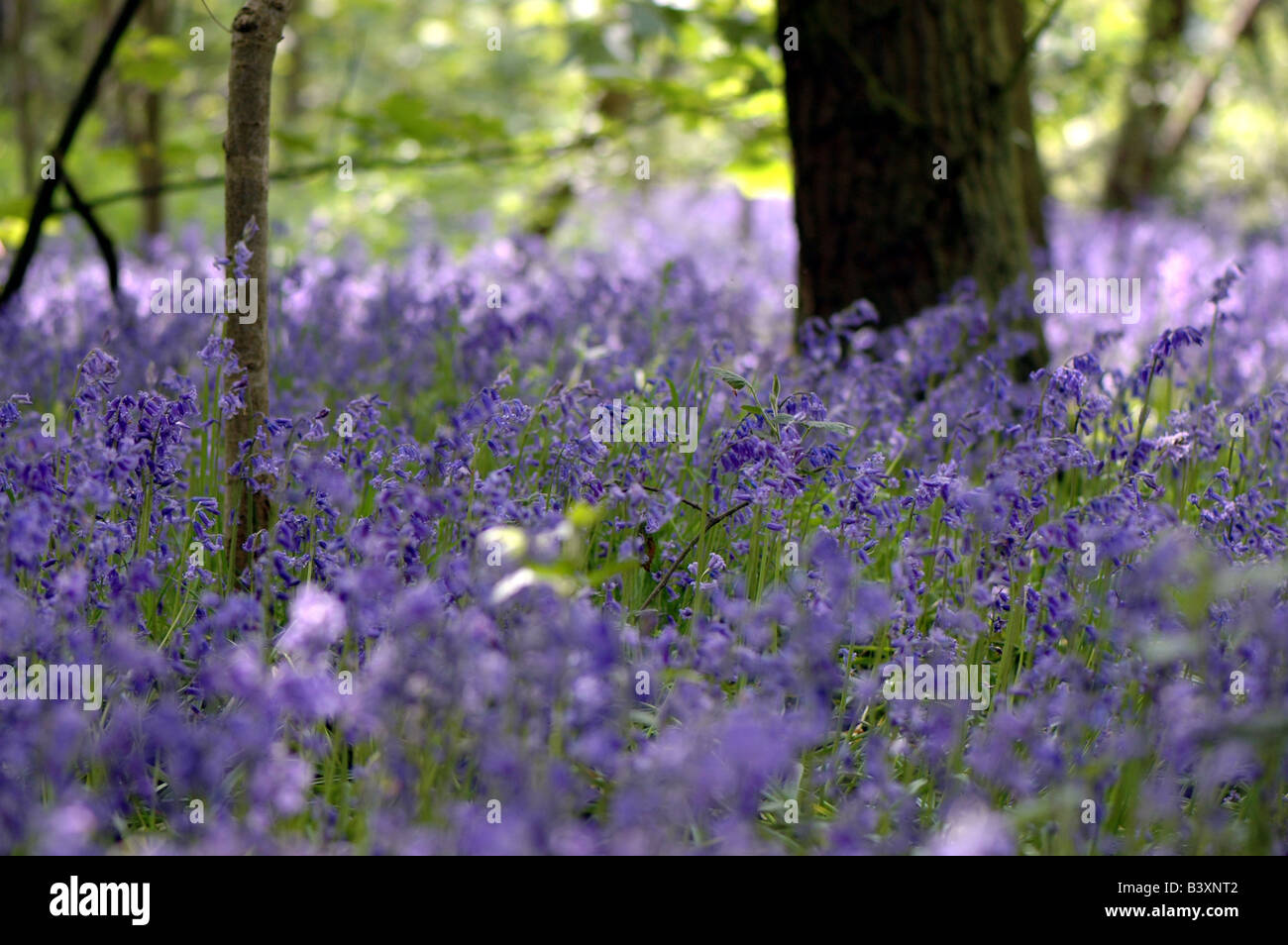 Bluebell comune nei boschi Belhus Foto Stock