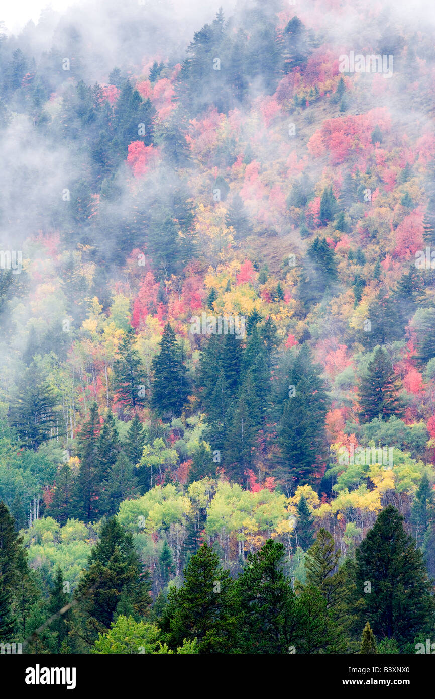 Con varietà miste di alberi di acero in autunno a colori Targhee National Forest Idaho Foto Stock