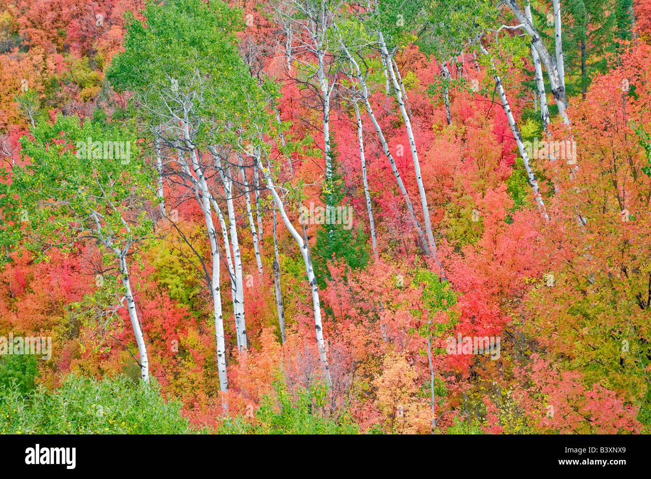 Con varietà miste di alberi di acero con aspens in autunno a colori Targhee National Forest Idaho Foto Stock