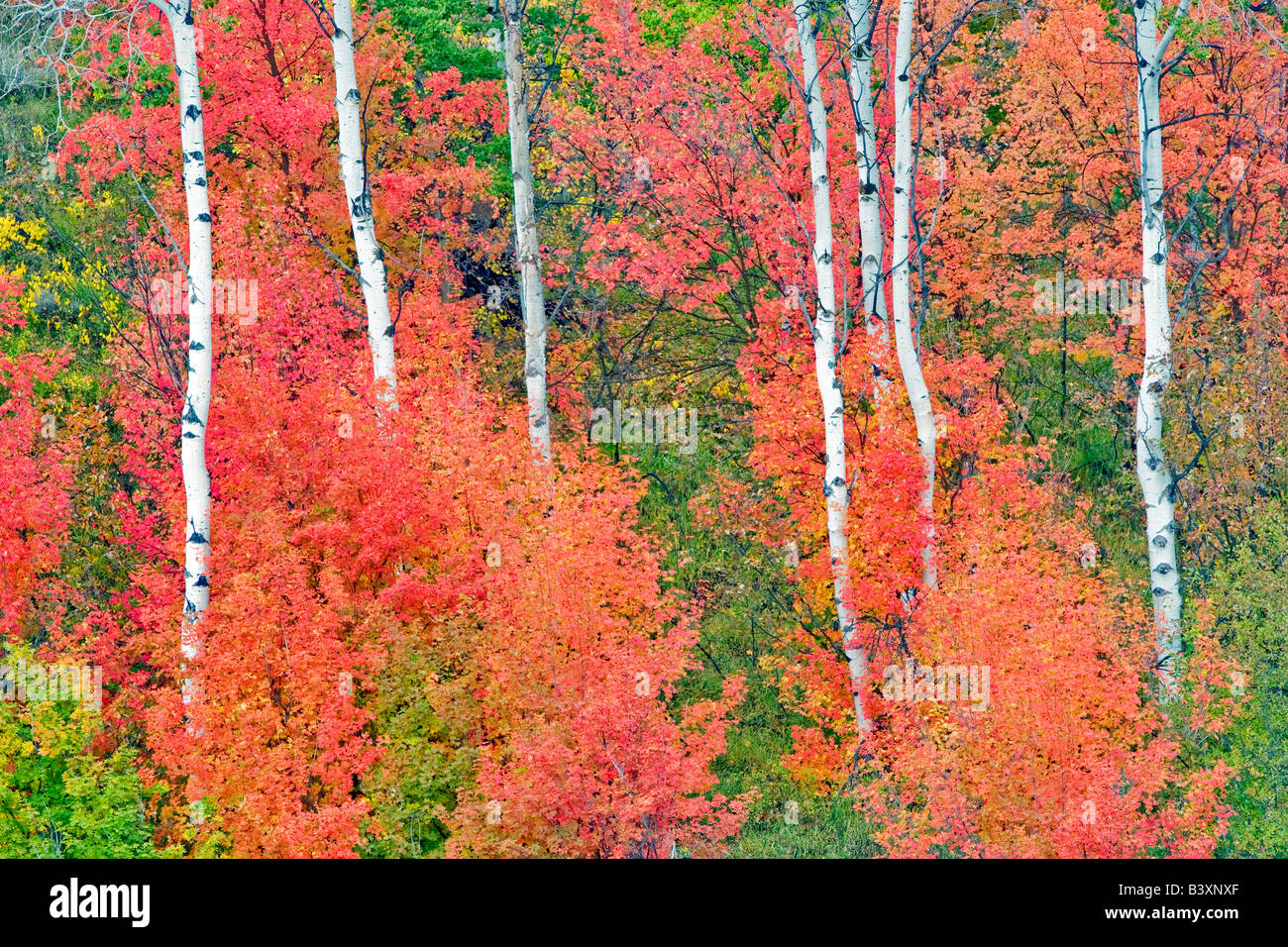 Con varietà miste di alberi di acero con aspens in autunno a colori Targhee National Forest Idaho Foto Stock