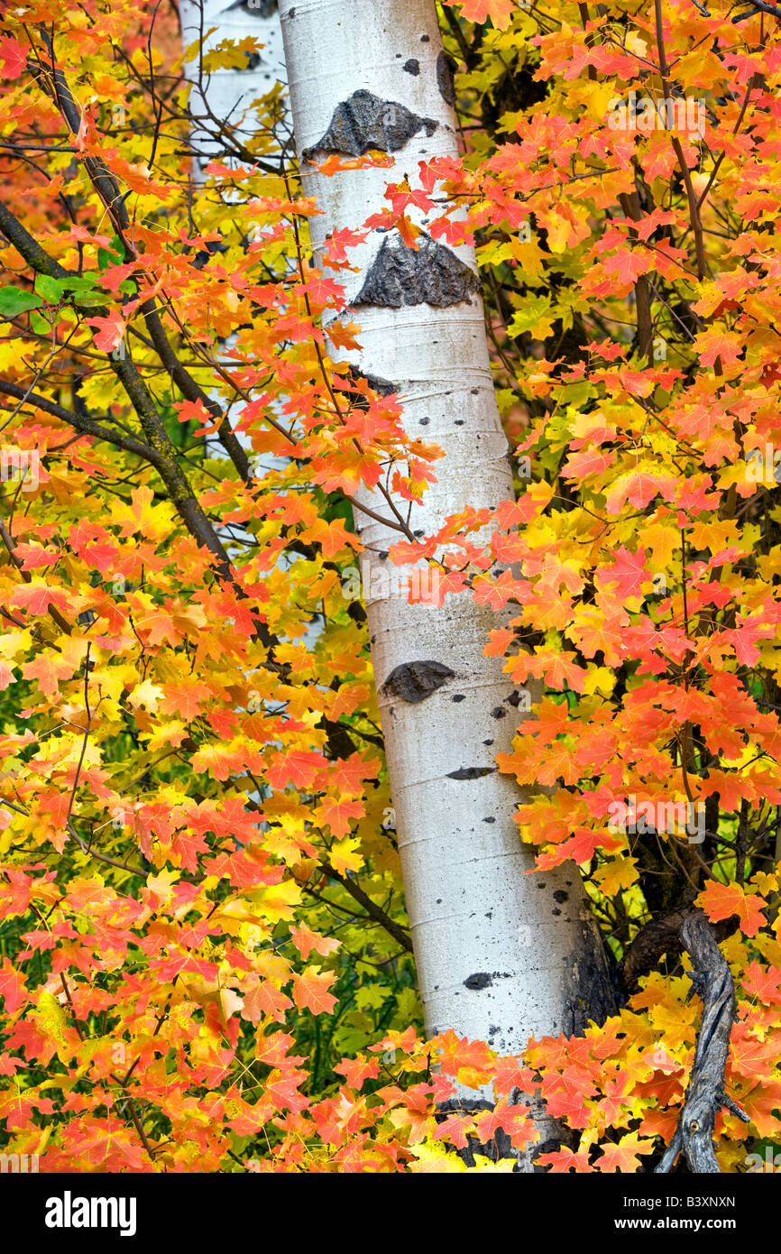 Rocky Mountain acero con aspen trunk in autunno a colori Targhee National Forest Idaho Foto Stock