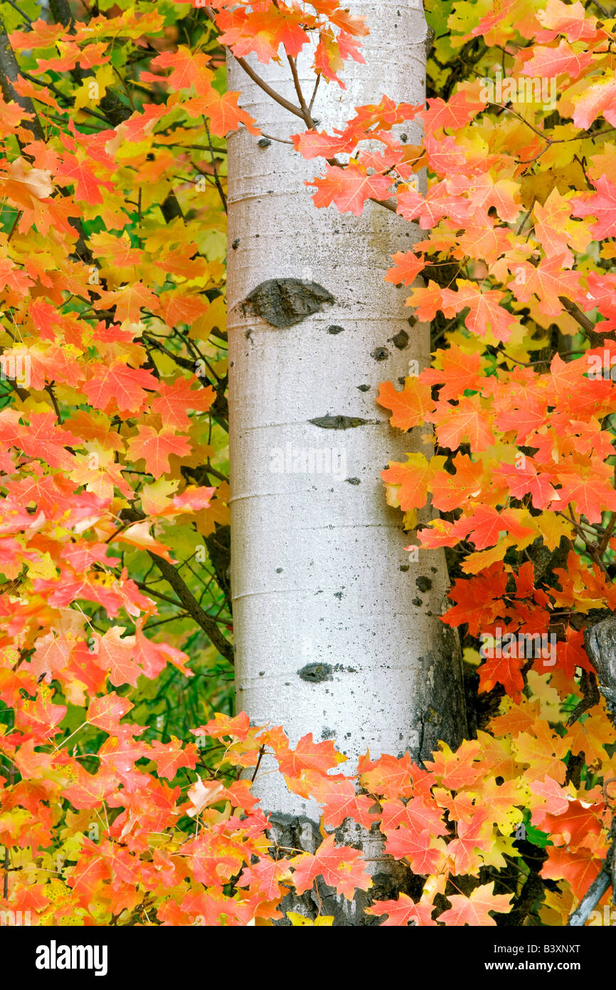 Rocky Mountain acero con aspen trunk in autunno a colori Targhee National Forest Idaho Foto Stock