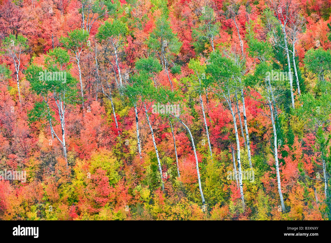 Con varietà miste di alberi di acero con aspens in autunno a colori Targhee National Forest Idaho Foto Stock