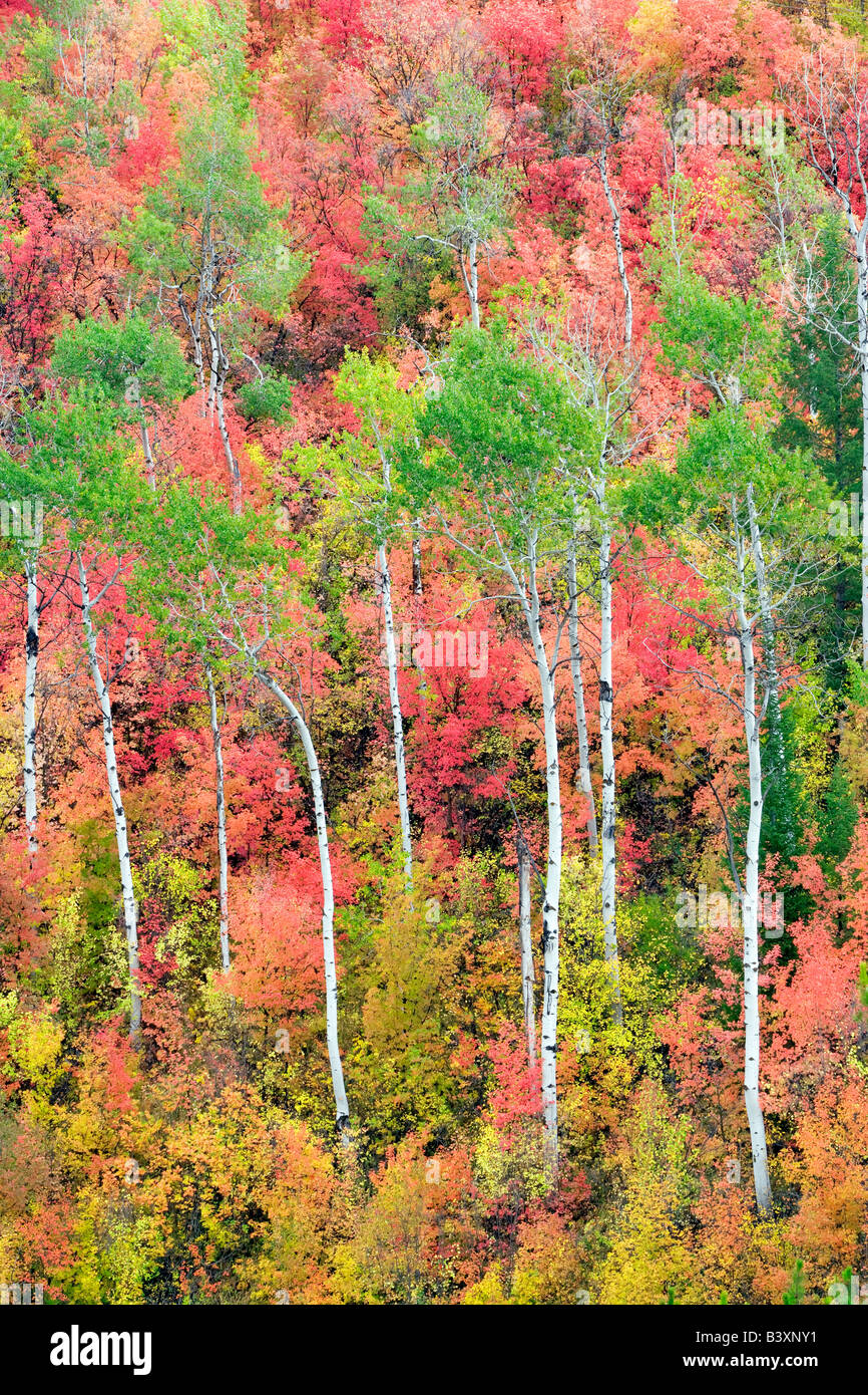 Con varietà miste di alberi di acero con aspens in autunno a colori Targhee National Forest Idaho Foto Stock