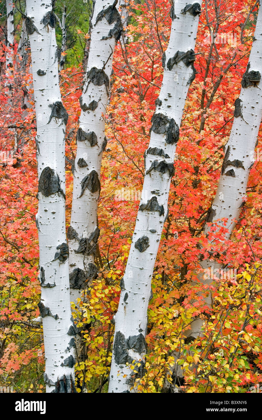 Con varietà miste di alberi di acero con aspens in autunno a colori Targhee National Forest Idaho Foto Stock