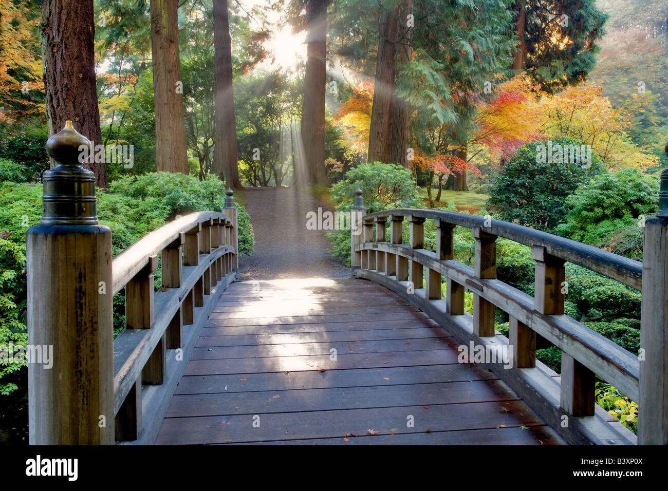 Ponte di raggi di sole attraverso la nebbia e la caduta di colore aceri giapponesi Portland Giardini Giapponesi Portland Oregon Foto Stock