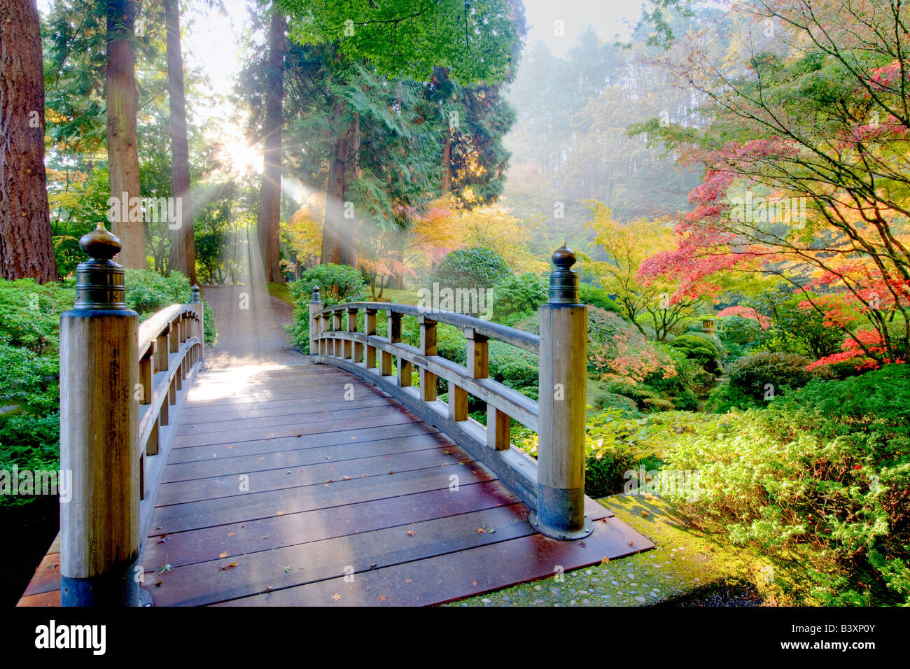 Ponte di raggi di sole attraverso la nebbia e la caduta di colore aceri giapponesi Portland Giardini Giapponesi Portland Oregon Foto Stock