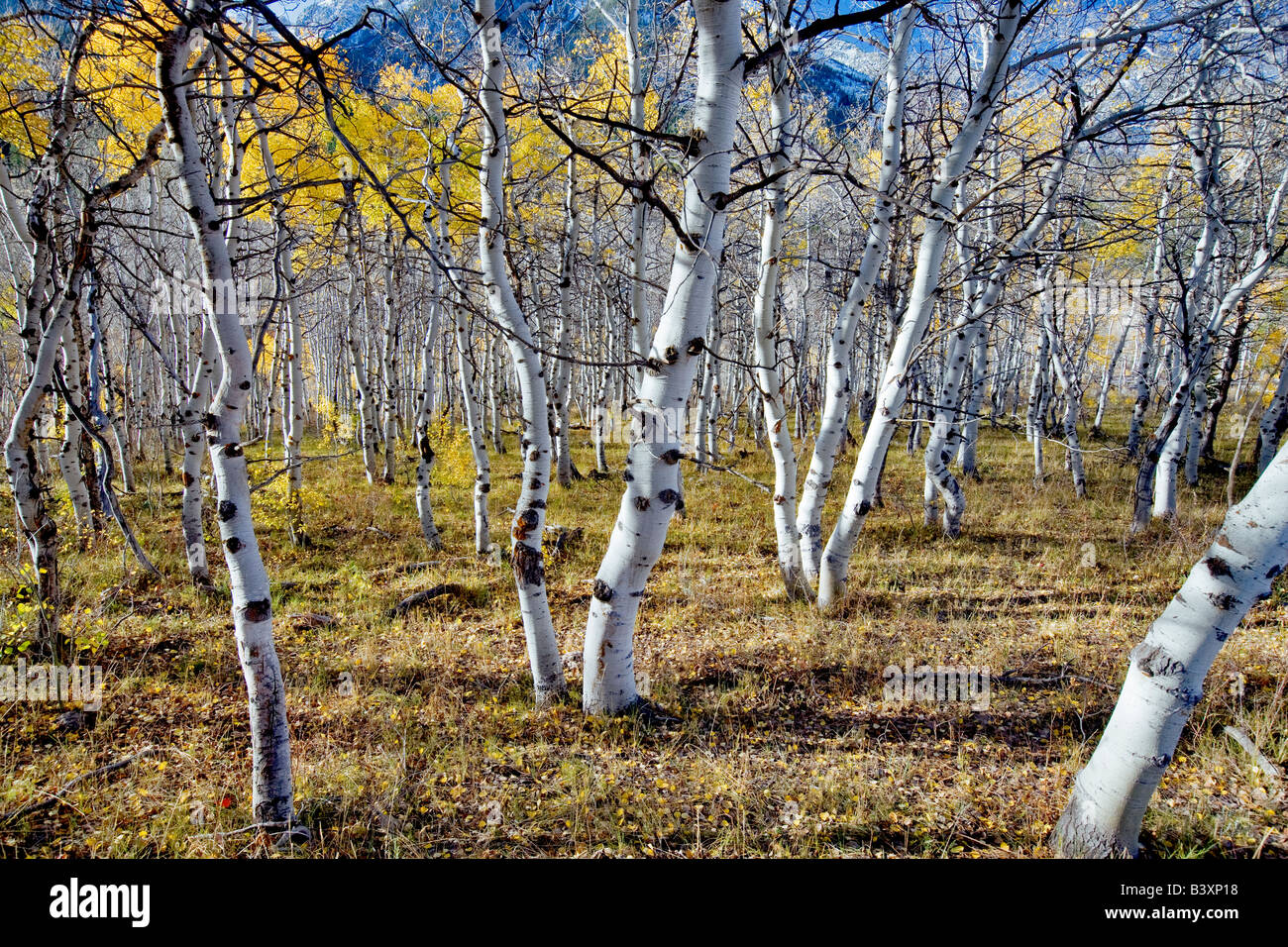 Aspen trunk con caduta di colore rosso nei pressi di Mountain Pass Montana Foto Stock