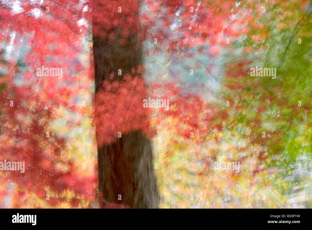 Caduta colorate aceri giapponesi Crystal Springs Rhododendron Gardens Portland Oregon Foto Stock