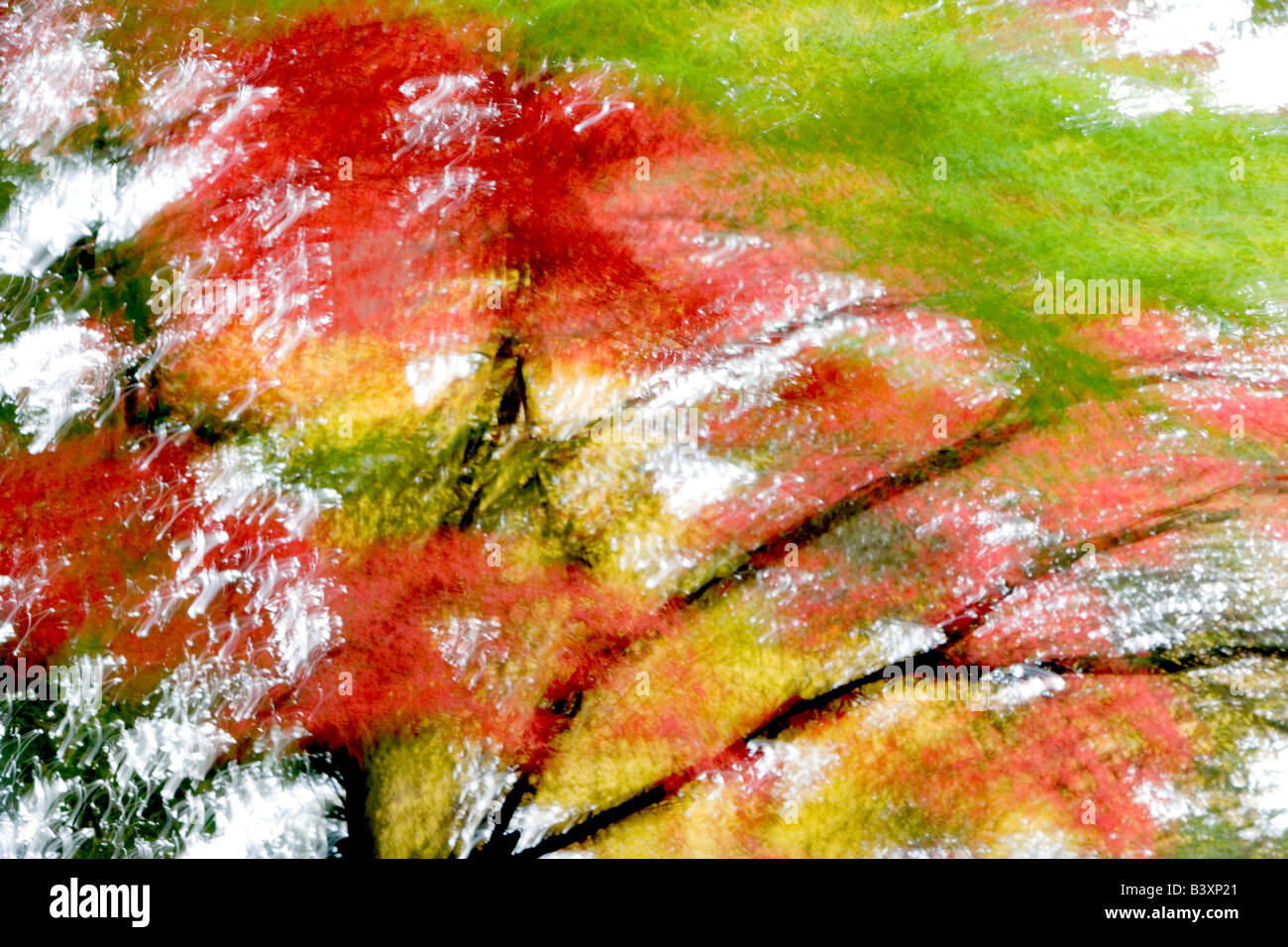 Caduta colorate aceri giapponesi Crystal Springs Rhododendron Gardens Portland Oregon Foto Stock