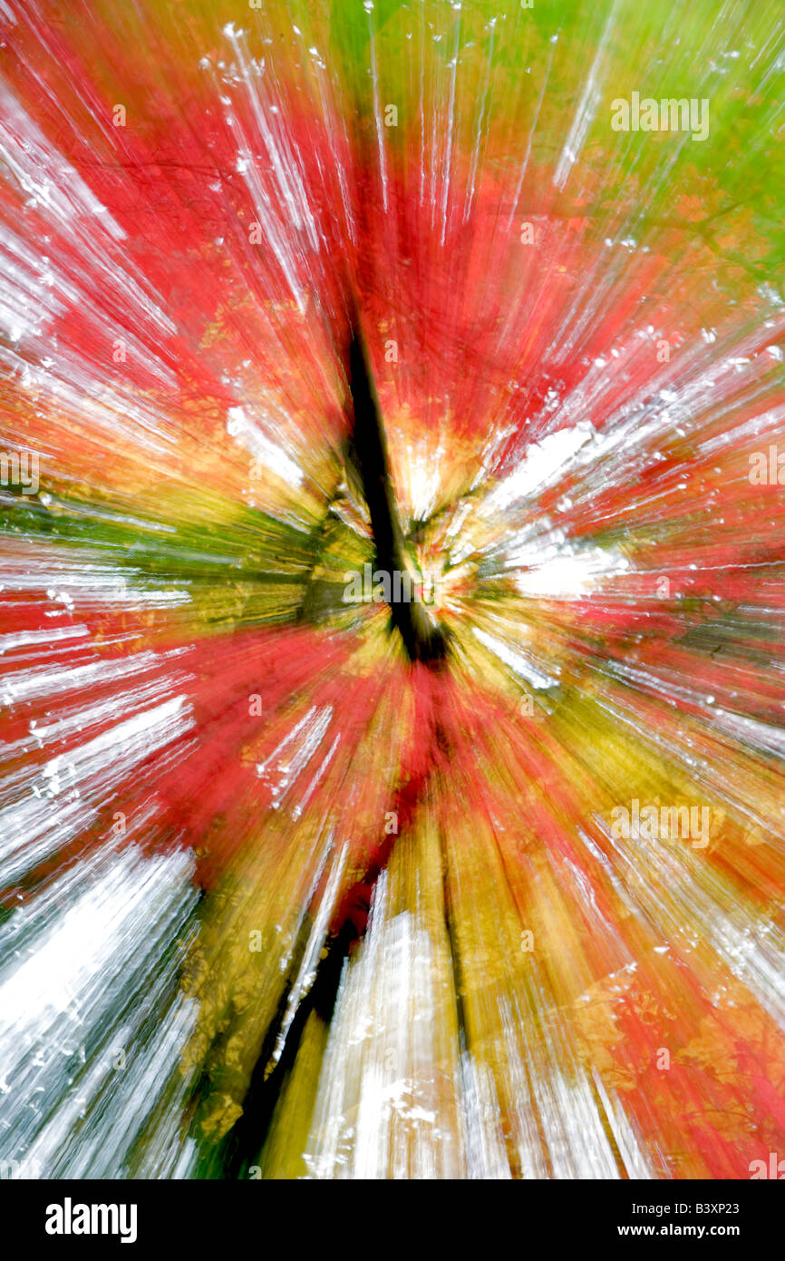 Caduta colorate aceri giapponesi Crystal Springs Rhododendron Gardens Portland Oregon Foto Stock