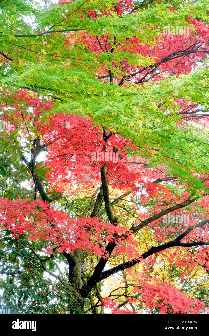 Caduta colorate aceri giapponesi Crystal Springs Rhododendron Gardens Portland Oregon Foto Stock